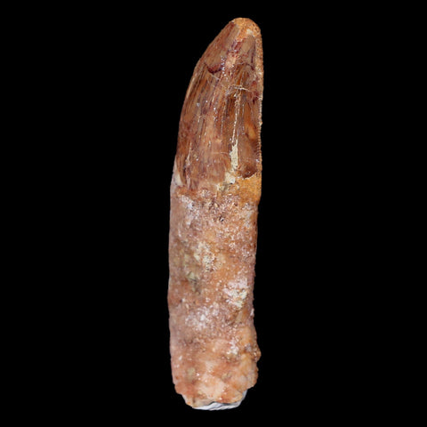 2.4" Carcharodontosaurus Fossil Tooth Cretaceous Theropod Dinosaur COA, Stand - Fossil Age Minerals
