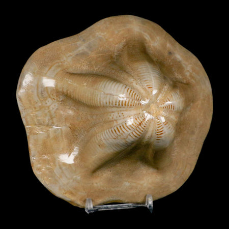 5.2" Detailed Fossil Clypeaster Altus Sea Urchin Echinoid Cretaceous Taza Morocco