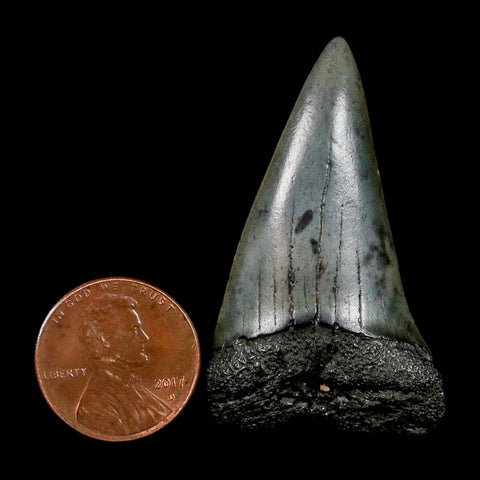 1.8" Quality Hastalis Mako Tooth Serrated Fossil Natural Miocene Age COA