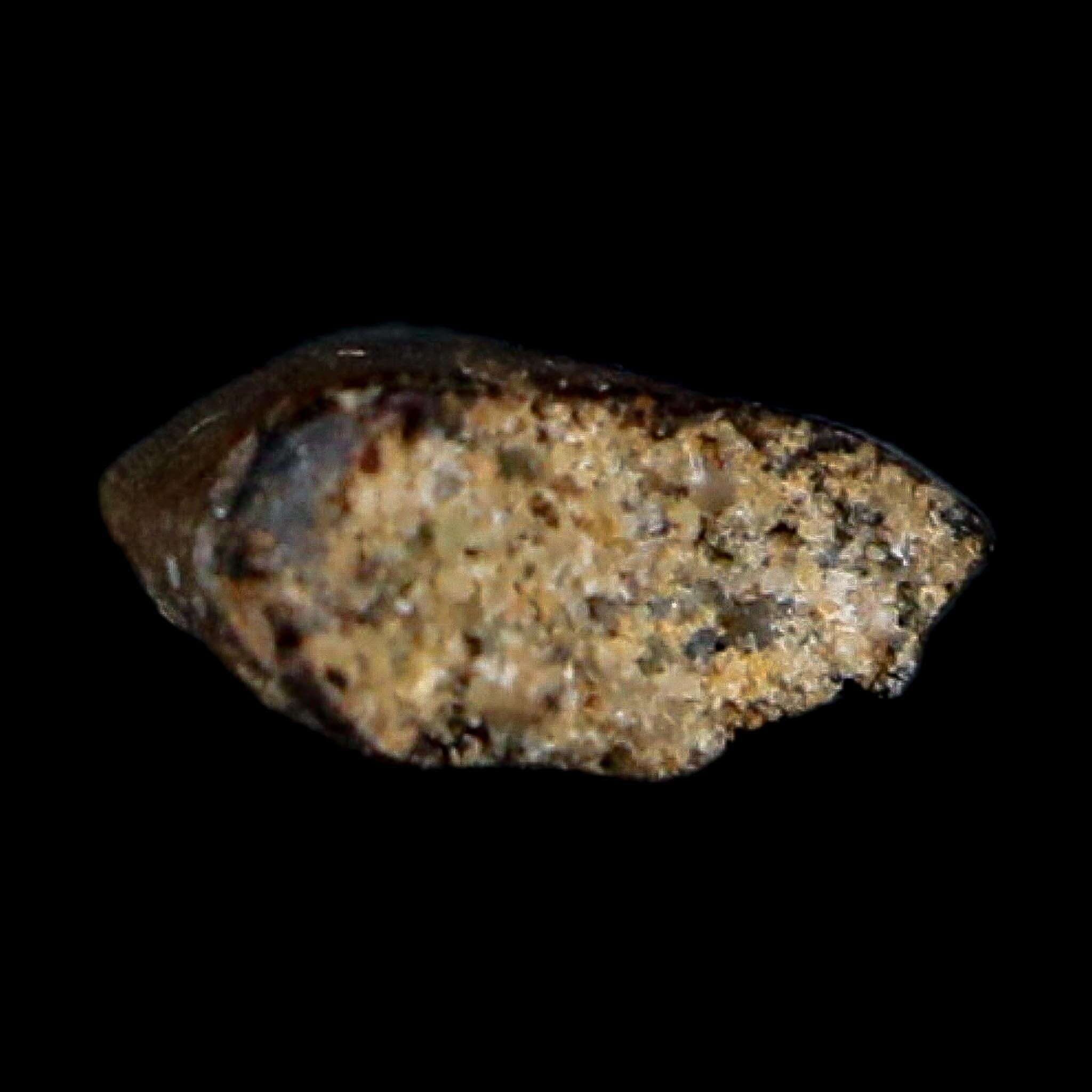 0.3" Dromaeosaurus Raptor Serrated Tooth Fossil Judith River FM MT COA, Display