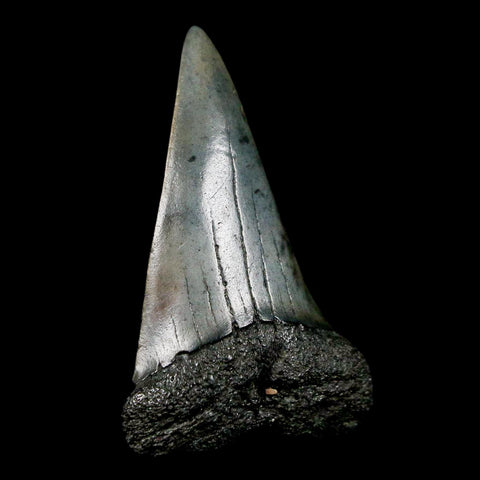 1.8" Quality Hastalis Mako Tooth Serrated Fossil Natural Miocene Age COA