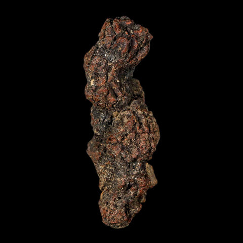 3.2" Prehistoric Coprolite Fossil Specimen Poop Dung Miocene Madagascar - Fossil Age Minerals