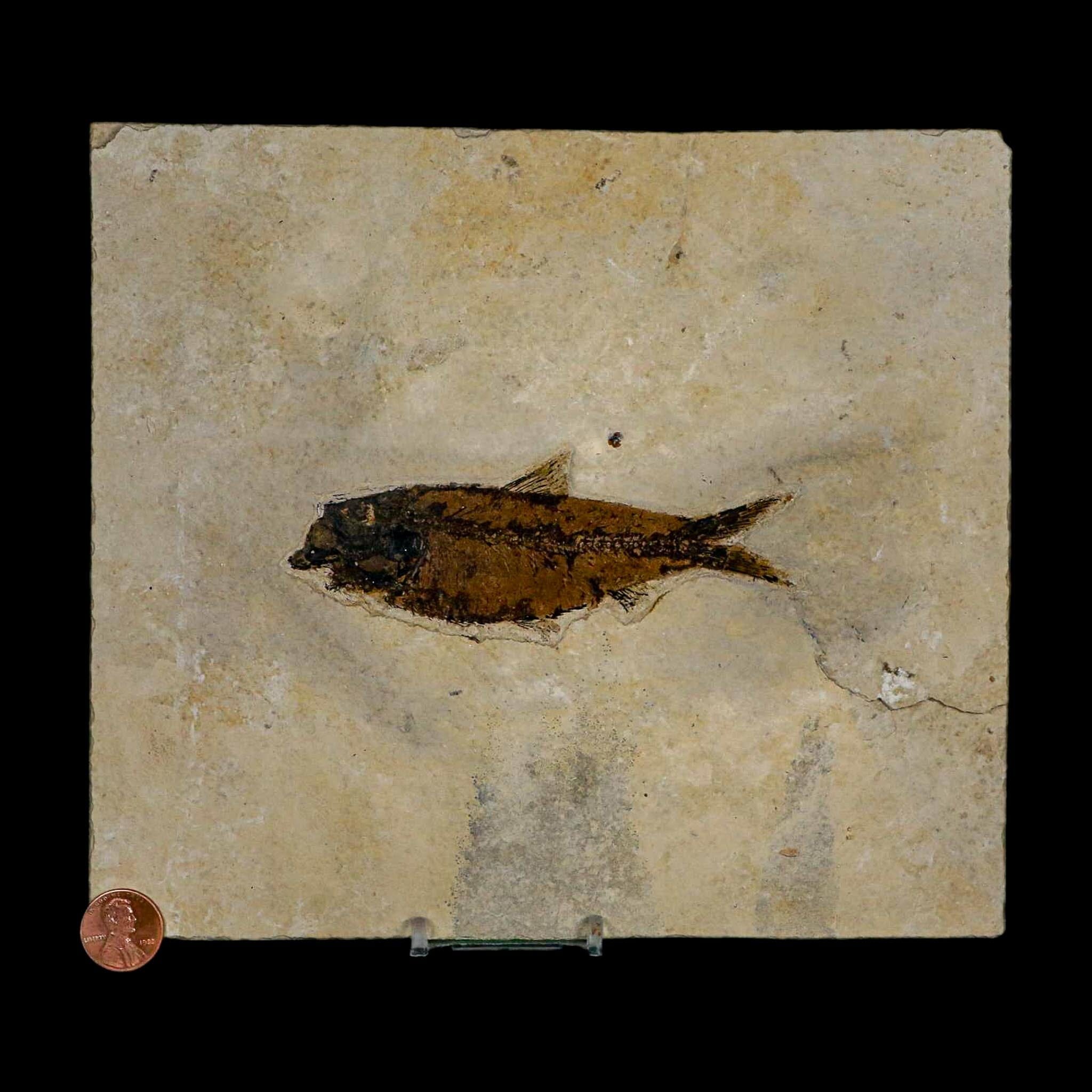 XL 4.5" Knightia Eocaena Fossil Fish Green River FM WY Eocene Age COA & Stand - Fossil Age Minerals