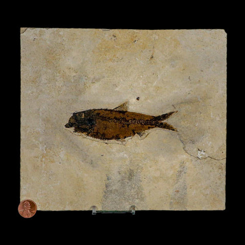 XL 4.5" Knightia Eocaena Fossil Fish Green River FM WY Eocene Age COA & Stand - Fossil Age Minerals