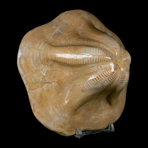 5.2" Detailed Fossil Clypeaster Altus Sea Urchin Echinoid Cretaceous Taza Morocco - Fossil Age Minerals