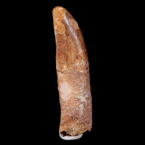 2.4" Carcharodontosaurus Fossil Tooth Cretaceous Theropod Dinosaur COA, Stand - Fossil Age Minerals