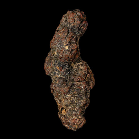 3.2" Prehistoric Coprolite Fossil Specimen Poop Dung Miocene Madagascar - Fossil Age Minerals