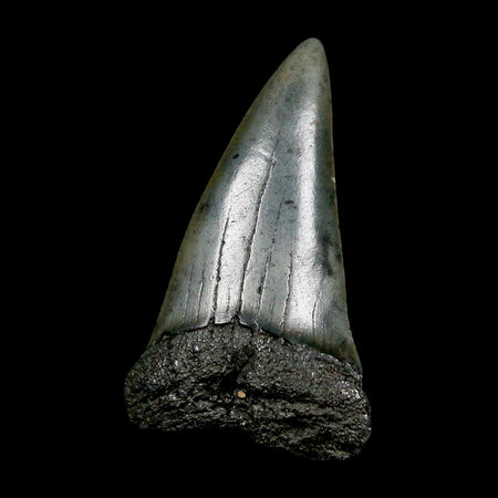 1.8" Quality Hastalis Mako Tooth Serrated Fossil Natural Miocene Age COA