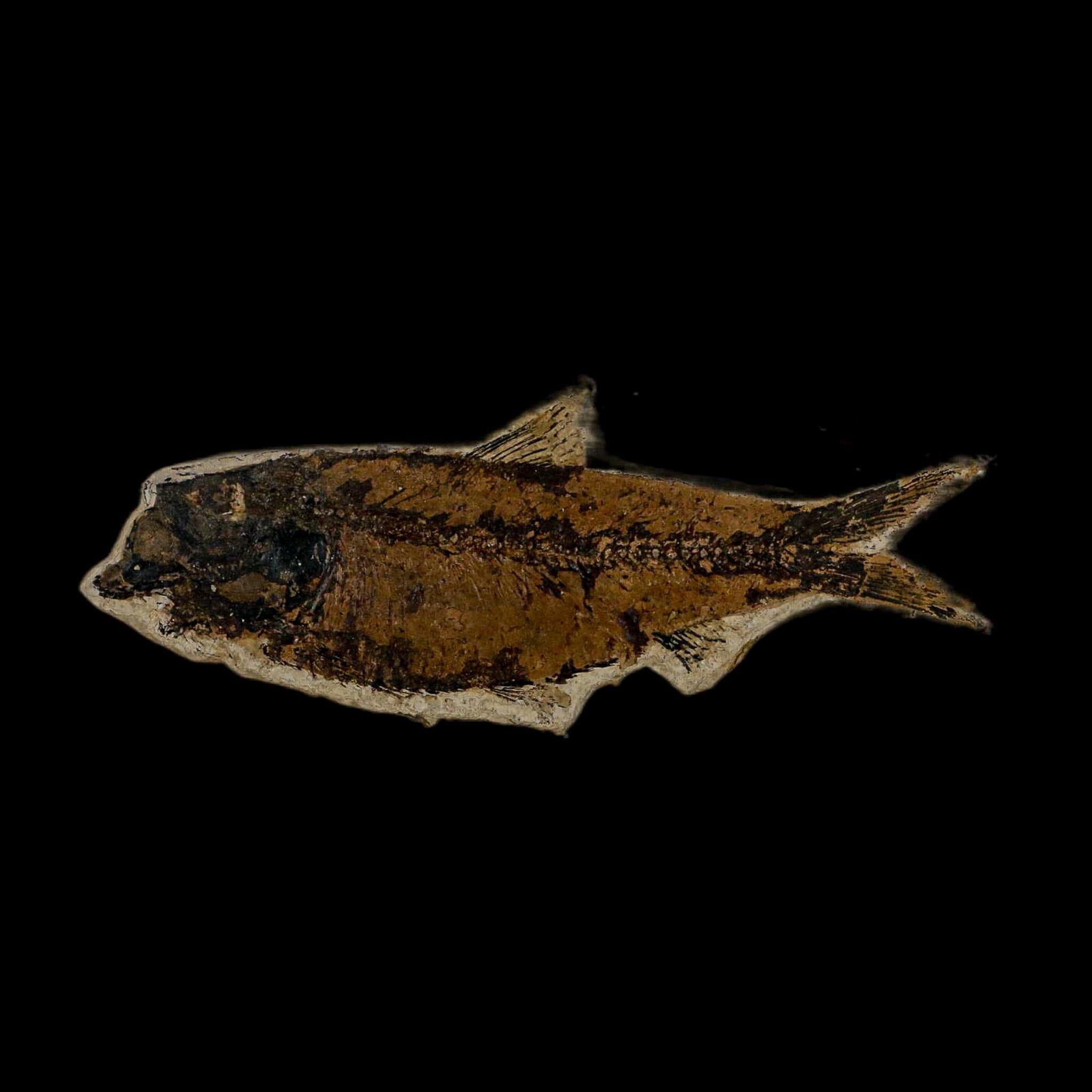 XL 4.5" Knightia Eocaena Fossil Fish Green River FM WY Eocene Age COA & Stand - Fossil Age Minerals