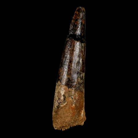 XL 3" Spinosaurus Fossil Tooth 100 Million Years Old Cretaceous Dinosaur COA - Fossil Age Minerals