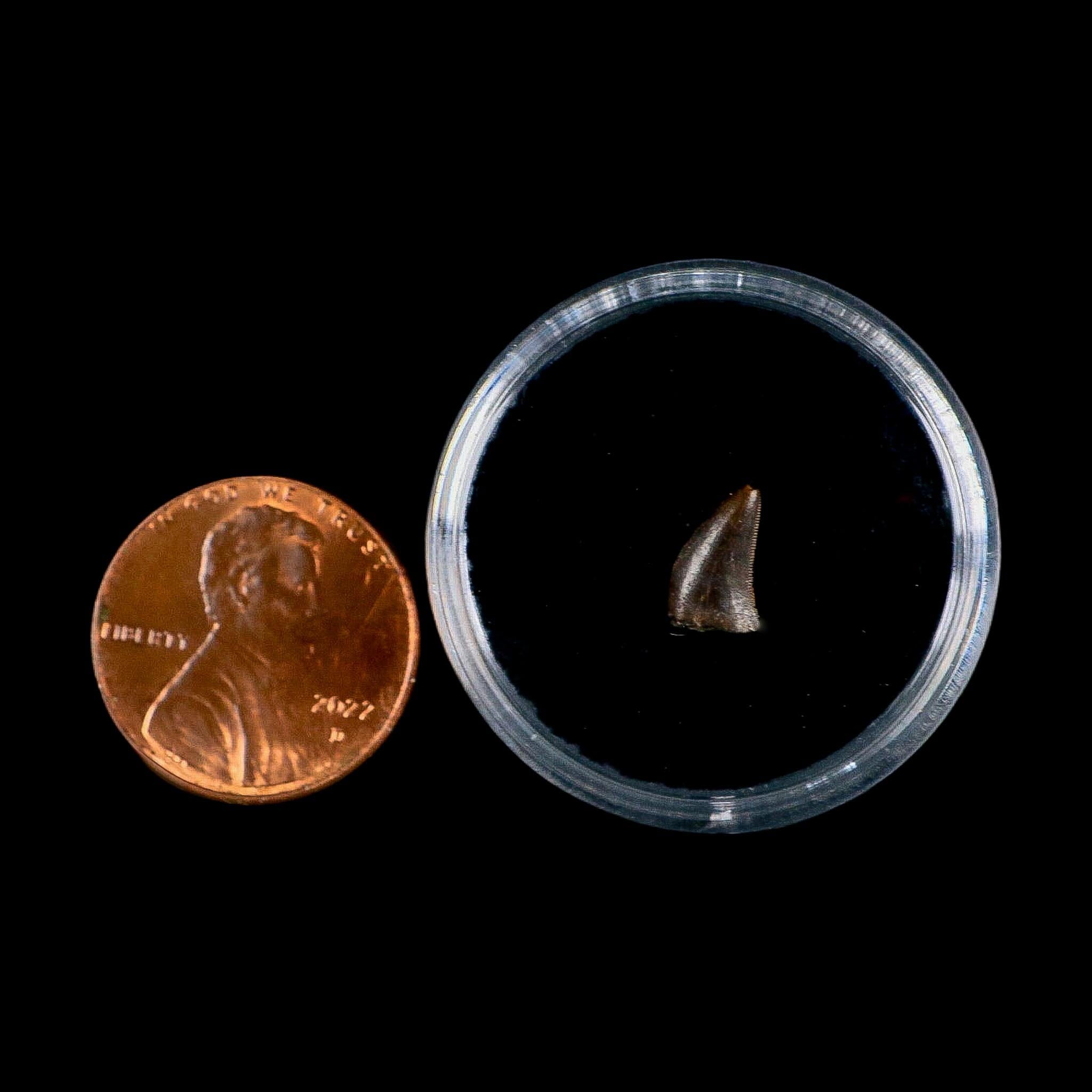 0.3" Dromaeosaurus Raptor Serrated Tooth Fossil Judith River FM MT COA, Display