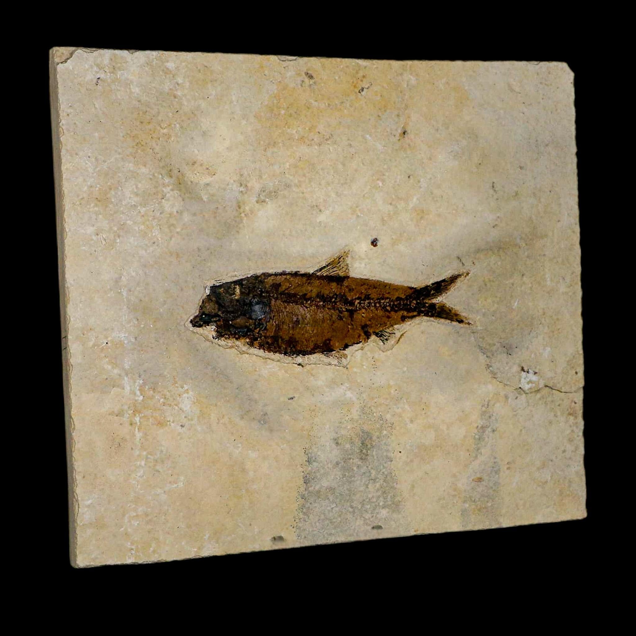 XL 4.5" Knightia Eocaena Fossil Fish Green River FM WY Eocene Age COA & Stand - Fossil Age Minerals