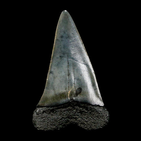 1.8" Quality Hastalis Mako Tooth Serrated Fossil Natural Miocene Age COA