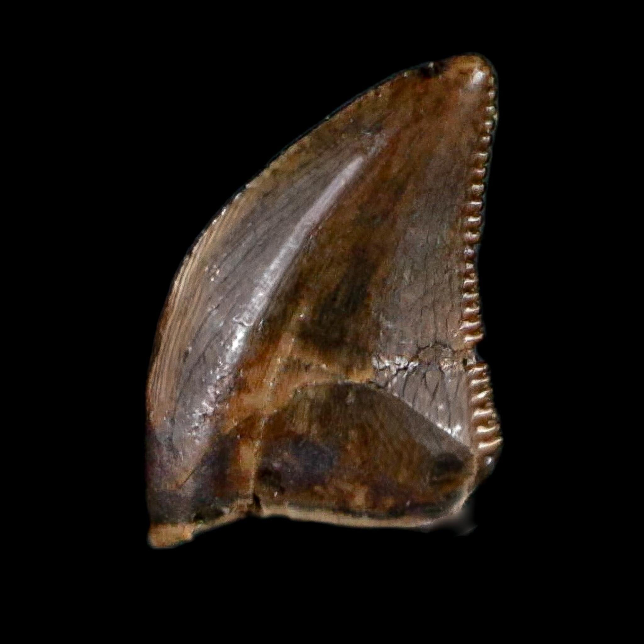 0.3" Dromaeosaurus Raptor Serrated Tooth Fossil Judith River FM MT COA, Display