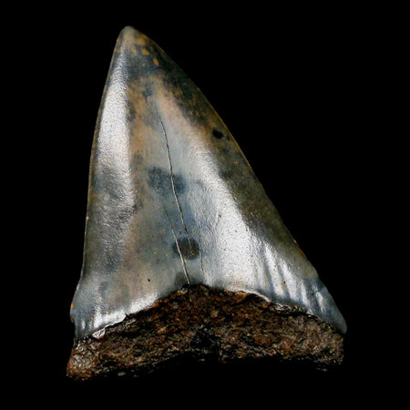 1.8" Quality Hastalis Mako Tooth Serrated Fossil Natural Miocene Age COA