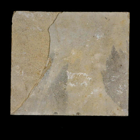 XL 4.5" Knightia Eocaena Fossil Fish Green River FM WY Eocene Age COA & Stand - Fossil Age Minerals