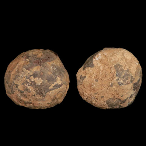 XL 3.1" Septarian Dragon Stone Polished Halves Nodule Mineral Specimen Morocco - Fossil Age Minerals