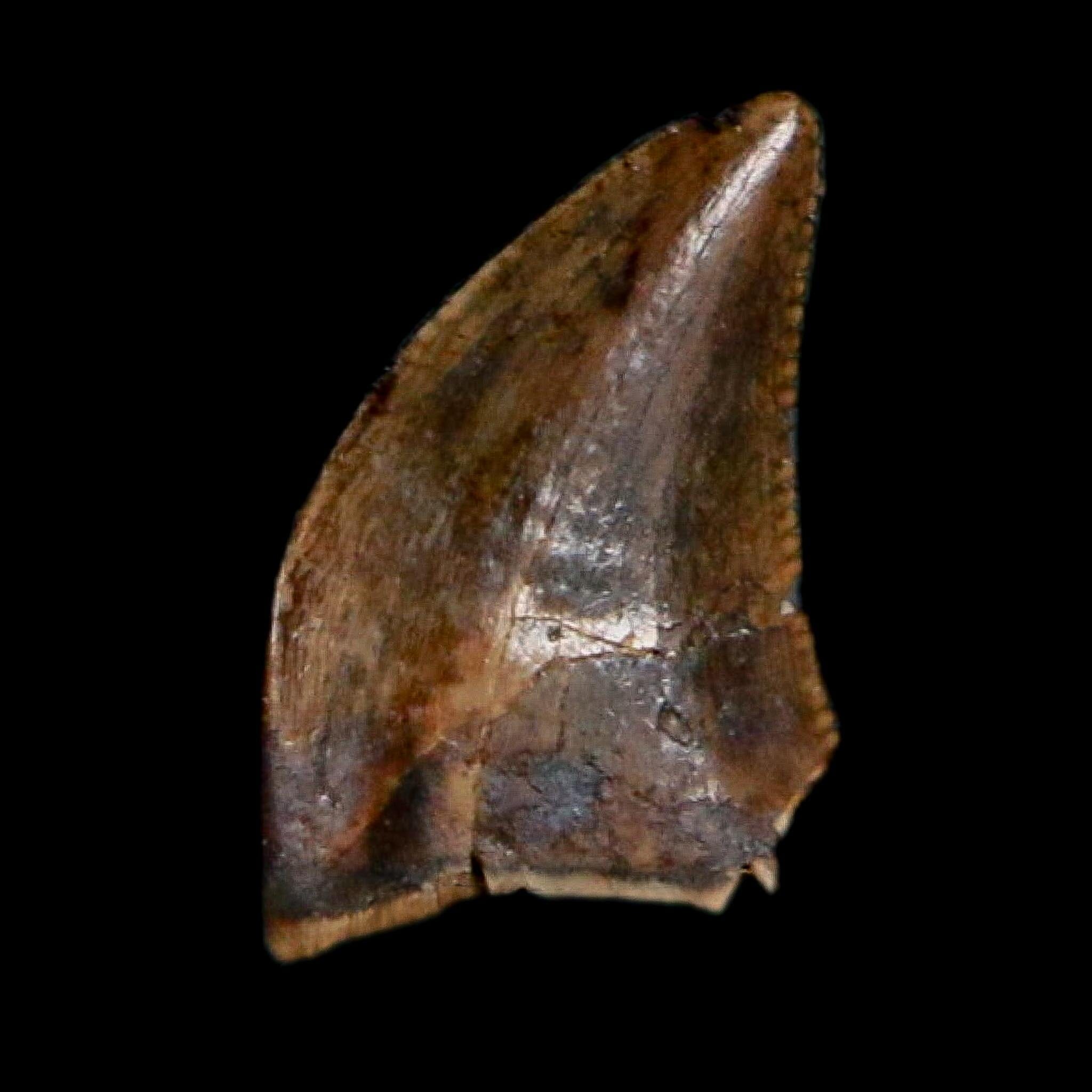 0.3" Dromaeosaurus Raptor Serrated Tooth Fossil Judith River FM MT COA, Display