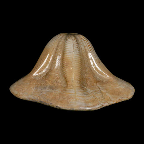 5.2" Detailed Fossil Clypeaster Altus Sea Urchin Echinoid Cretaceous Taza Morocco - Fossil Age Minerals