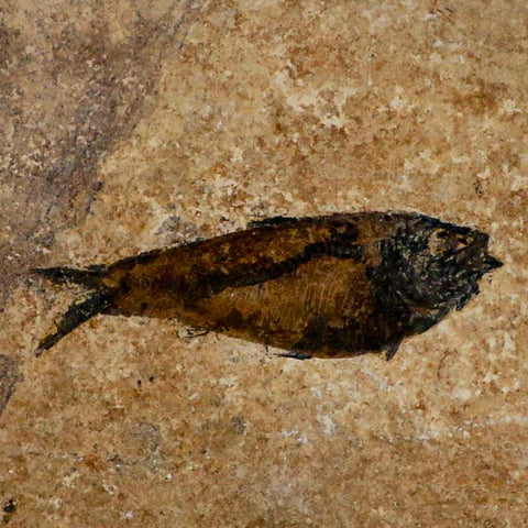 XL 4.8" Knightia Eocaena Fossil Fish Green River FM WY Eocene Age COA & Stand