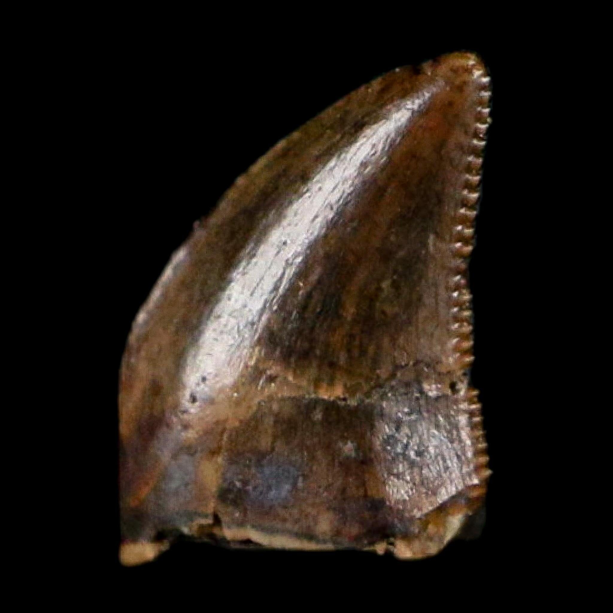 0.3" Dromaeosaurus Raptor Serrated Tooth Fossil Judith River FM MT COA, Display