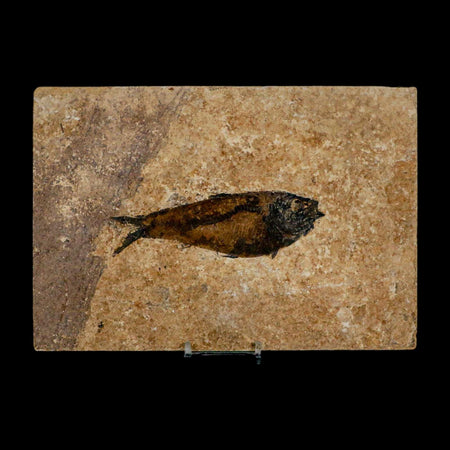 XL 4.8" Knightia Eocaena Fossil Fish Green River FM WY Eocene Age COA & Stand