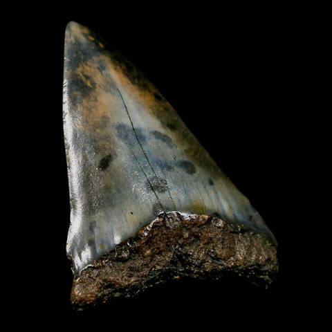 1.8" Quality Hastalis Mako Tooth Serrated Fossil Natural Miocene Age COA