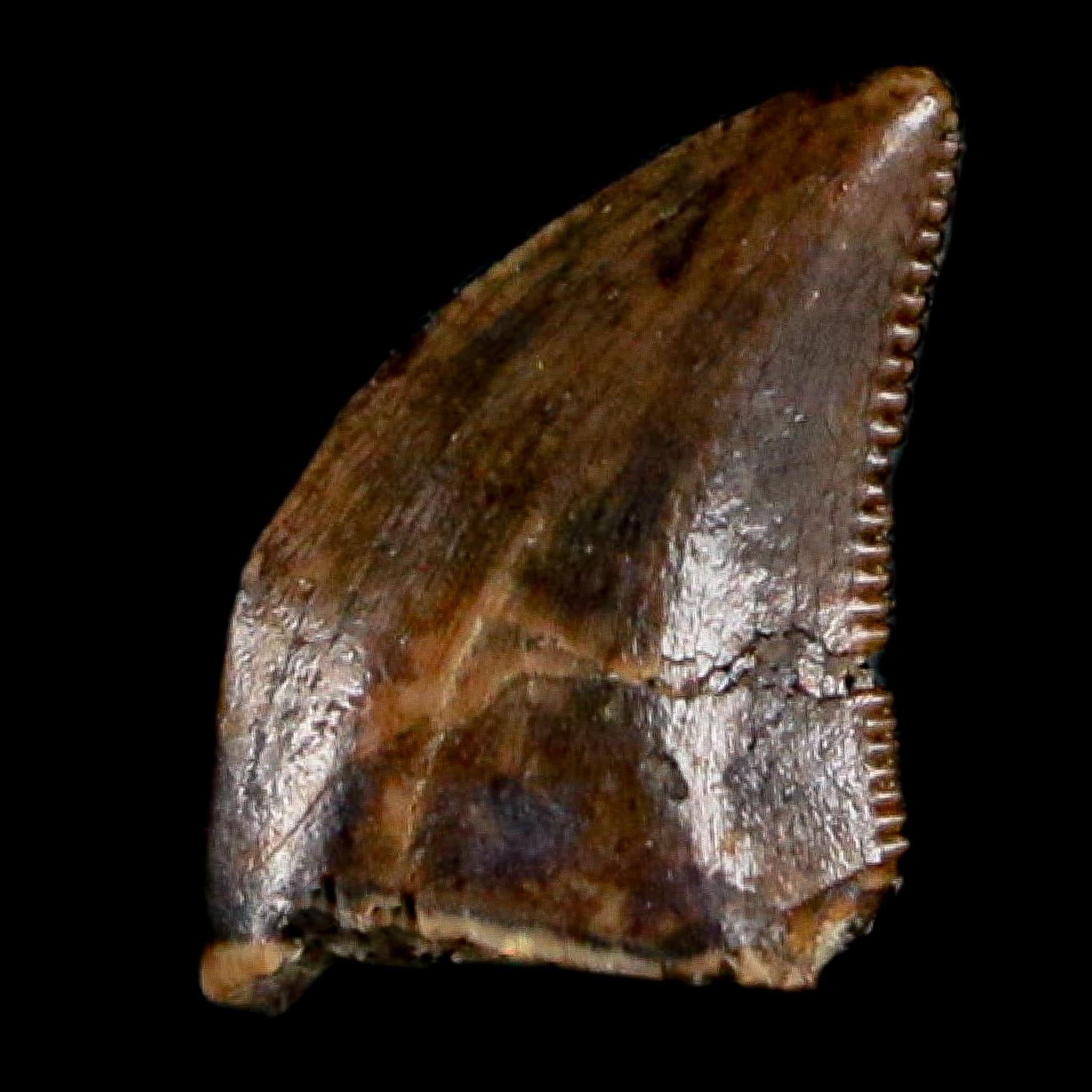 0.3" Dromaeosaurus Raptor Serrated Tooth Fossil Judith River FM MT COA, Display