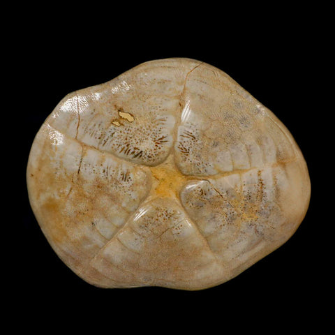 5.2" Detailed Fossil Clypeaster Altus Sea Urchin Echinoid Cretaceous Taza Morocco - Fossil Age Minerals