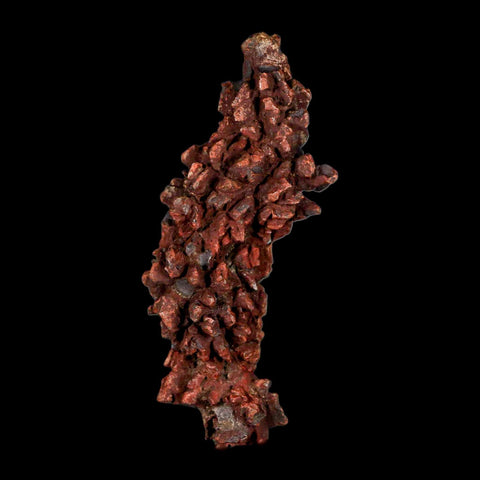 3.2" Prehistoric Coprolite Fossil Specimen Poop Dung Miocene Madagascar - Fossil Age Minerals
