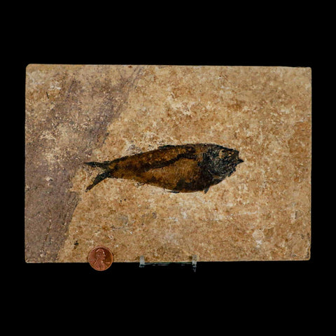 XL 4.8" Knightia Eocaena Fossil Fish Green River FM WY Eocene Age COA & Stand
