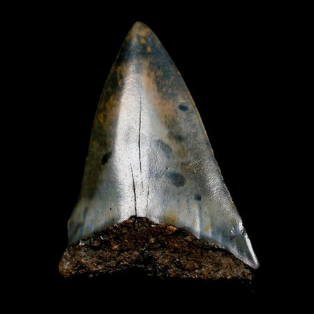 1.8" Quality Hastalis Mako Tooth Serrated Fossil Natural Miocene Age COA
