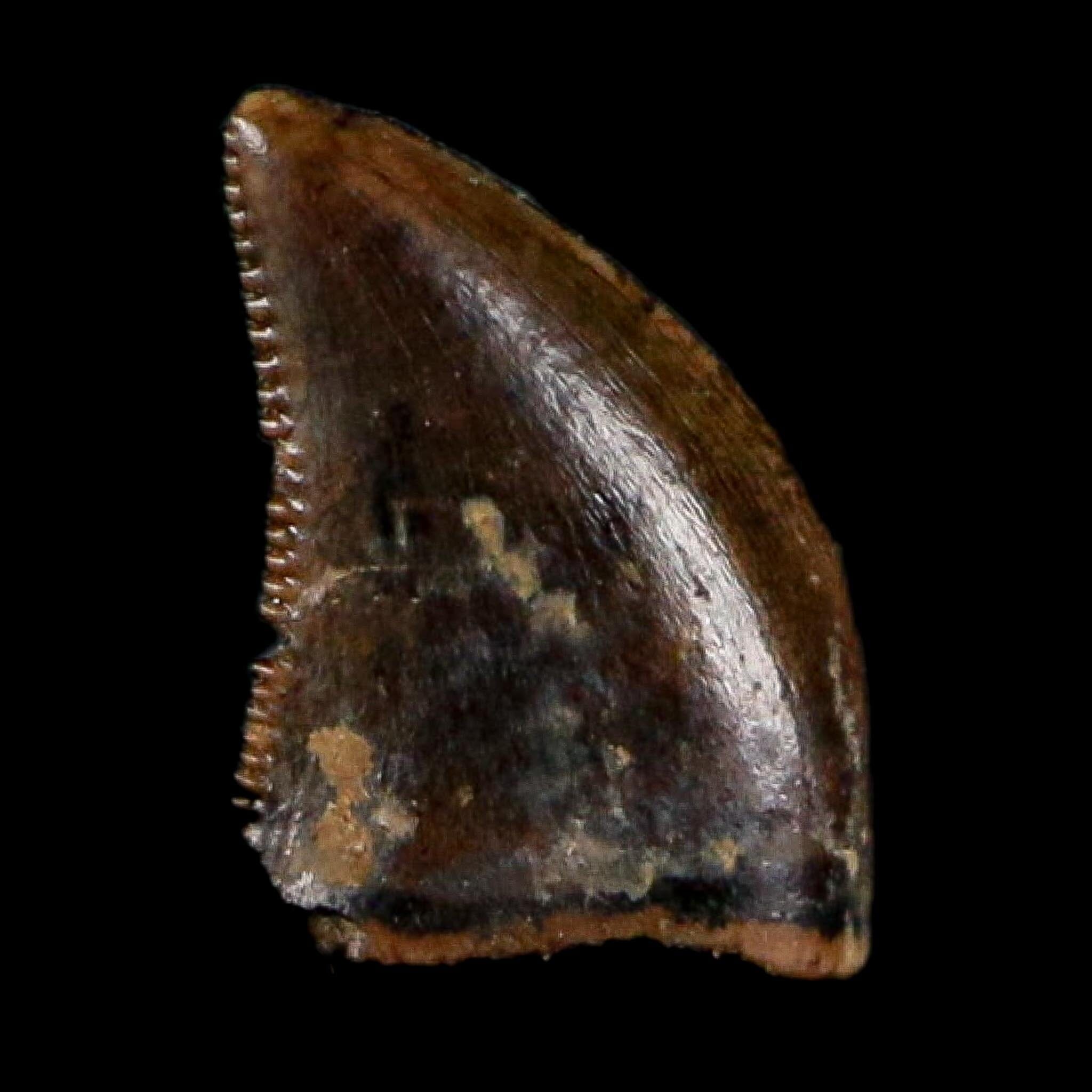 0.3" Dromaeosaurus Raptor Serrated Tooth Fossil Judith River FM MT COA, Display
