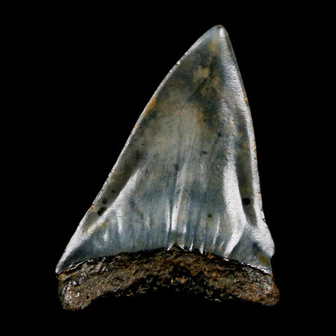 1.8" Quality Hastalis Mako Tooth Serrated Fossil Natural Miocene Age COA