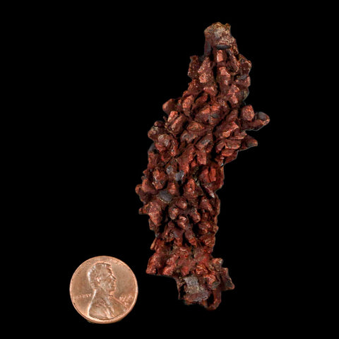 3.2" Prehistoric Coprolite Fossil Specimen Poop Dung Miocene Madagascar - Fossil Age Minerals