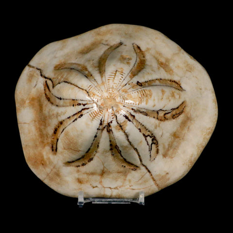 5.3" Detailed Fossil Clypeaster Altus Sea Urchin Echinoid Cretaceous Taza Morocco - Fossil Age Minerals