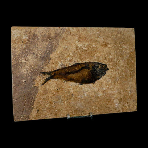 XL 4.8" Knightia Eocaena Fossil Fish Green River FM WY Eocene Age COA & Stand