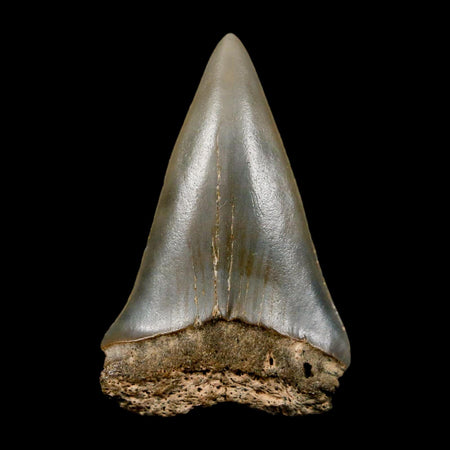1.8" Quality Hastalis Mako Tooth Serrated Fossil Natural Miocene Age COA
