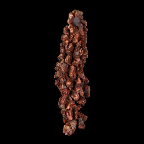 3.2" Prehistoric Coprolite Fossil Specimen Poop Dung Miocene Madagascar - Fossil Age Minerals
