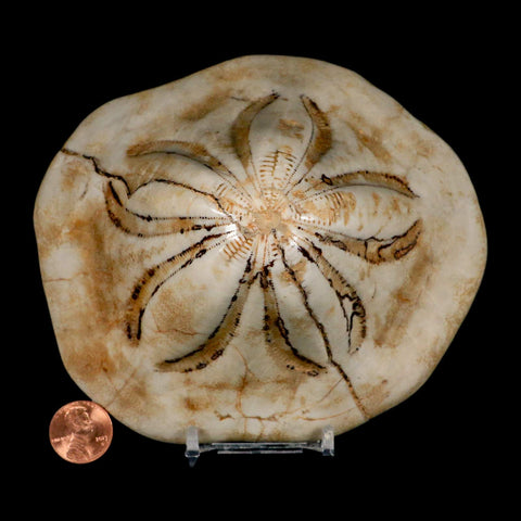 5.3" Detailed Fossil Clypeaster Altus Sea Urchin Echinoid Cretaceous Taza Morocco - Fossil Age Minerals
