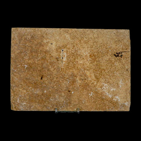 XL 4.8" Knightia Eocaena Fossil Fish Green River FM WY Eocene Age COA & Stand