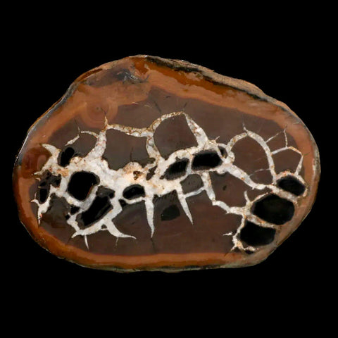 2.5" Septarian Dragon Stone Polished Halves Nodule Mineral Specimen Morocco - Fossil Age Minerals