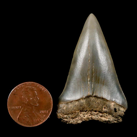 1.8" Quality Hastalis Mako Tooth Serrated Fossil Natural Miocene Age COA