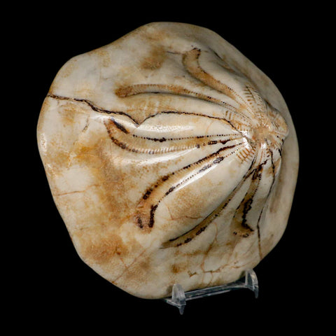 5.3" Detailed Fossil Clypeaster Altus Sea Urchin Echinoid Cretaceous Taza Morocco - Fossil Age Minerals