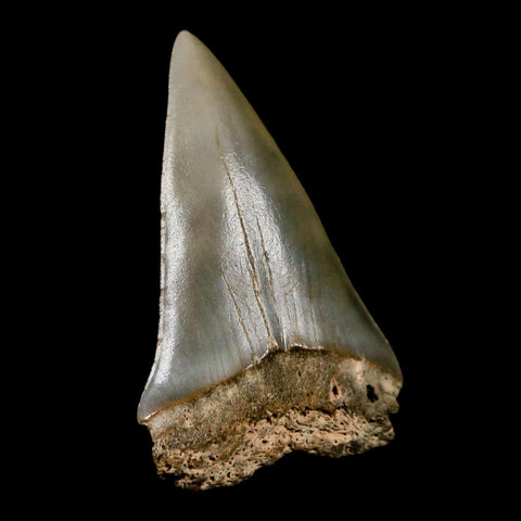 1.8" Quality Hastalis Mako Tooth Serrated Fossil Natural Miocene Age COA