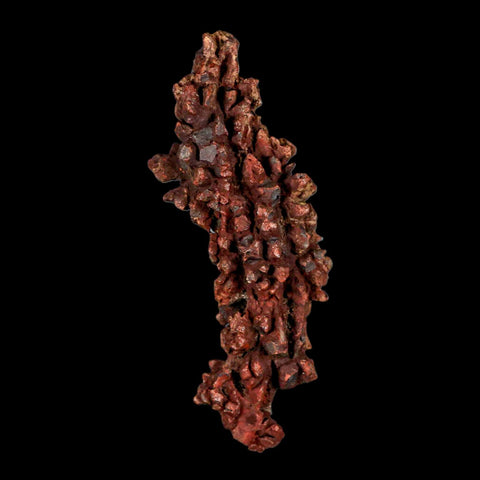 3.2" Prehistoric Coprolite Fossil Specimen Poop Dung Miocene Madagascar - Fossil Age Minerals
