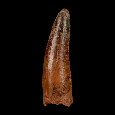XL 3.2" Spinosaurus Fossil Tooth 100 Million Years Old Cretaceous Dinosaur COA - Fossil Age Minerals