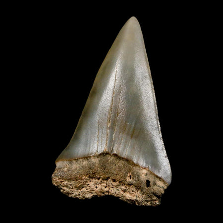 1.8" Quality Hastalis Mako Tooth Serrated Fossil Natural Miocene Age COA