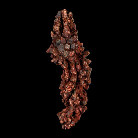 3.2" Prehistoric Coprolite Fossil Specimen Poop Dung Miocene Madagascar - Fossil Age Minerals