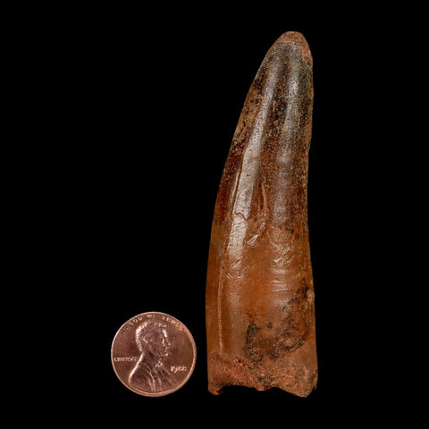 XL 3.2" Spinosaurus Fossil Tooth 100 Million Years Old Cretaceous Dinosaur COA - Fossil Age Minerals